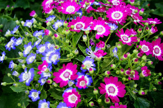 Purple white flowers potted tabletop - a bunch of flowers free wallpaper