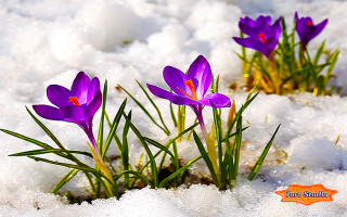 Purple flowers growing out of - purple flower free wallpaper