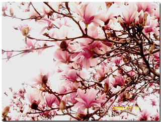 Tree pink flowers sakura blooming - the sunlight free wallpaper
