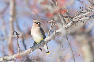 Bird branch red berries blue - nature photography free wallpaper