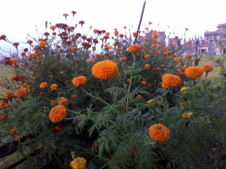 Orange flowers building fence field - afewerk tekle free wallpaper for desktop