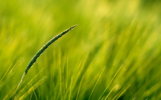 Close up green grass blurry - a close up free wallpaper for desktop