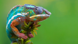 Colorful chameleon branch leaves green - a colorful chamelon free wallpaper