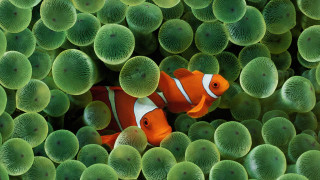 Clown fish hiding sea green 2 - a clown fish free wallpaper for desktop