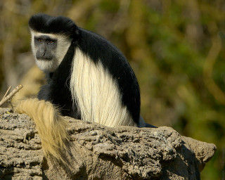Black white monkey rock tail - a long tail free wallpaper