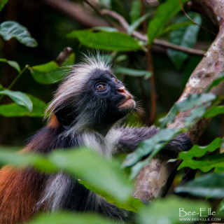 Monkey sitting tree looking up - free animals wallpaper for tablet