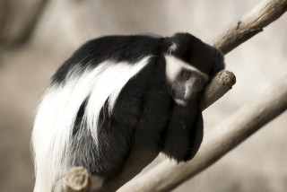 Black white monkey tree branch - alex petruk ape free wallpaper for desktop