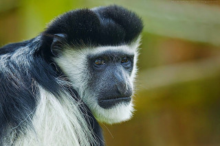 Black white monkey long tail - a long tail free wallpaper