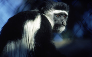 Black white monkey long hair - alex petruk ape free wallpaper for desktop