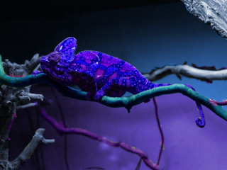Purple blue chameleon branch tree - neofauvism free wallpaper