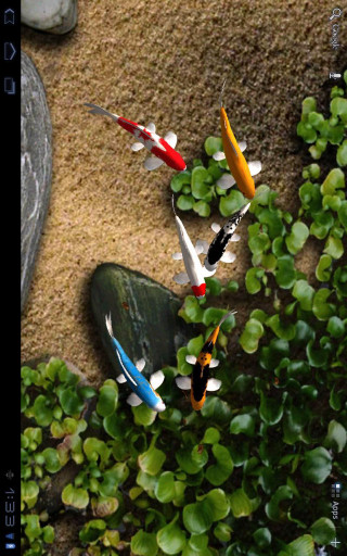 Fish swimming pond rock plants - green leaf free wallpaper for mobile