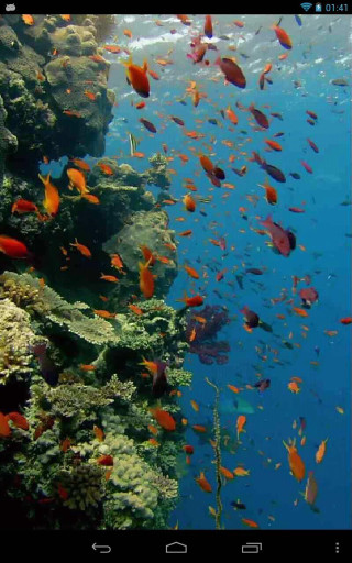 Fish coral reef ocean blue 10 - free nature wallpaper for mobile