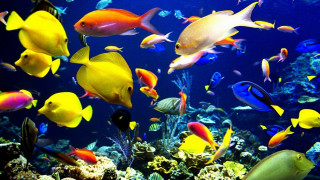 Large group fish aquarium blue - underwater free wallpaper for desktop