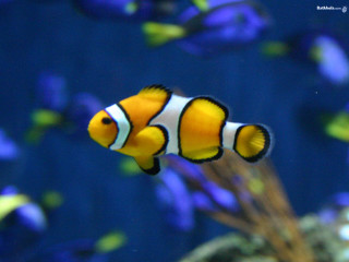 Clownfish aquarium blurry bokeh neofauvism - neofauvism free wallpaper for desktop