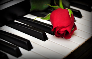 Red rose piano keyboard black - single free wallpaper