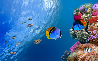 Fish coral reef ocean blue 11 - a large amount of water free wallpaper