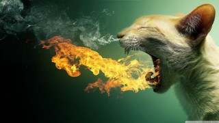 Cat mouth fire breathing flames - mouth free wallpaper for desktop