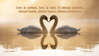 Swans heart shape water neck - free love wallpaper