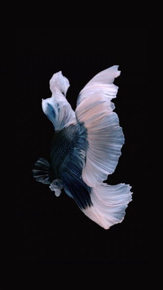 White blue fish holography photorealistic - photorealistic free wallpaper for mobile