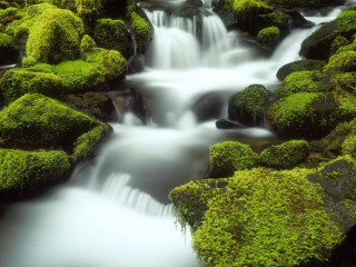 Small waterfall mossy rocks forest 2 - the center of the picture free wallpaper for desktop