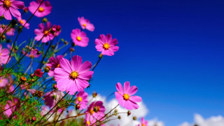 Pink flowers field blue sky - claire dalby free wallpaper for desktop