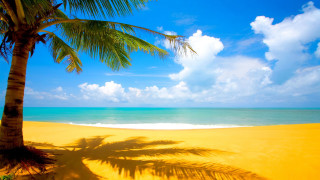 Palm tree shadow beach blue 3 - white cloud free wallpaper