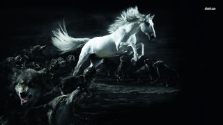 White horse running dogs night - the dark night sky free wallpaper