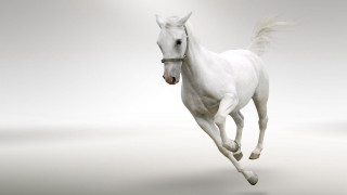 White horse running light background - hyper real free wallpaper