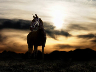 Horse sunset field clouds sky 2 - a horse free wallpaper for desktop