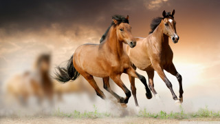 Horses running in air cloudy - two horse free wallpaper