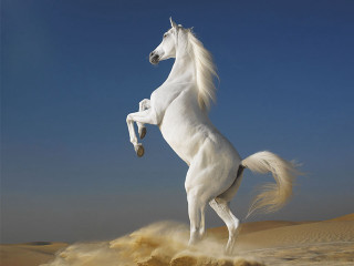White horse hind legs desert 3 - a white horse free wallpaper for desktop