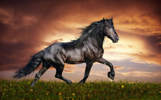 Horse field cloudy sunset grass - sky behind free wallpaper