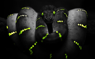 Black green snake yellow stripes - its head and neck free wallpaper for desktop