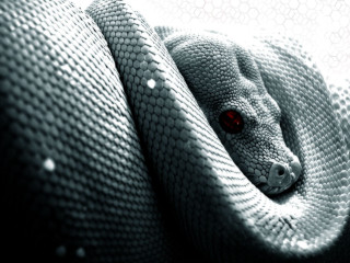 Snake wrapped pillow red eyes - a pillow free wallpaper