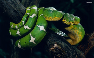 Green snake curled up branch 3 - its head on free wallpaper