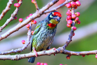 Bird branch berries green red - berry free wallpaper for desktop