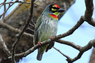 Bird red yellow green branch - upper body free wallpaper for desktop