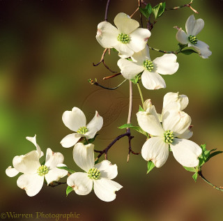 White dogwood flower butterfly macro - free spring wallpaper for tablet