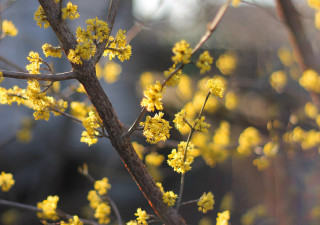 Tree yellow flowers closeup autumn - bloom free wallpaper for desktop