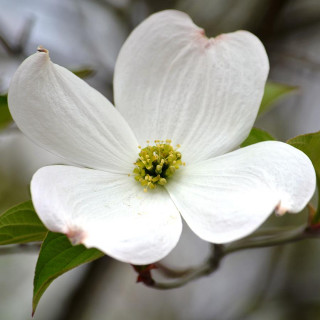 White flower green leaves tree 2 - free spring wallpaper for tablet
