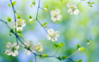 Branch white flowers green leaves 13 - anne rigney free wallpaper