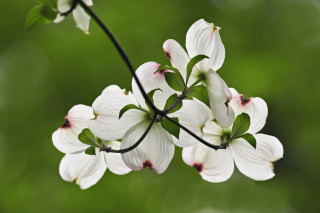 White flower pink tips branch - brenda chamberlain free wallpaper