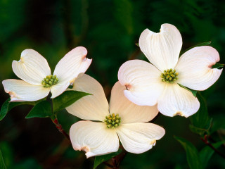 White flowers green leaves tree - white flower free wallpaper