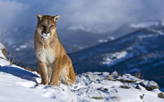 Mountain lion snowy mountain top - a snowy mountain top free wallpaper