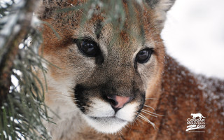 Mountainlion snow pinetree portrait blurry - free animals wallpaper