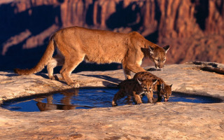 Mountain lion cubs drinking water - a rocky area free wallpaper