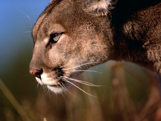 Mountain lion close up blurry - a blurry background of grass free wallpaper