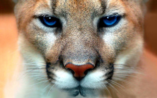 Mountain lion blue eyes closeup - a white spot free wallpaper