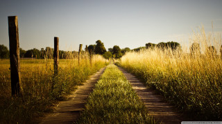 Dirt road field tallgrass trees - a dirt road in a field free wallpaper