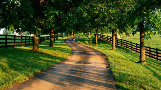 Dirt road fence trees grassy - a fence and trees free wallpaper